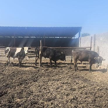 каровы и быки: Продаю | Бык (самец) | На откорм — 4