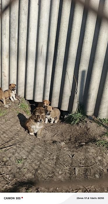 чёрный овчарка: Отдам щенков Особенности: - шерсть плотная, короткая, легко — 10