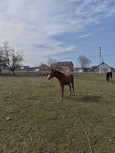 Ветеринар кызматы: Зынкыйган тайлар сатылат 1. ургаачы 1 эркек бироо з айда бир жаш бироо — 6