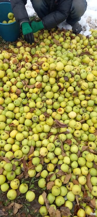 клубника альбион семена купить: Яблоки Голден — 1