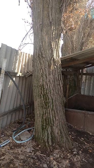 Уголь: 2 Терек Бекер берилет. Өзүңөр кыйып кетесиңер — 3