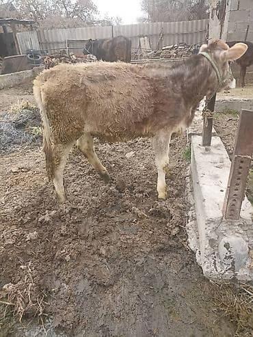 швиц уйлары: Продаю | Тёлка | На откорм | Привязанные — 1