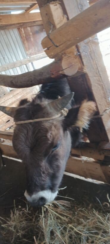 собака долматинец: Бычок жашы 1.3 айлык — 4