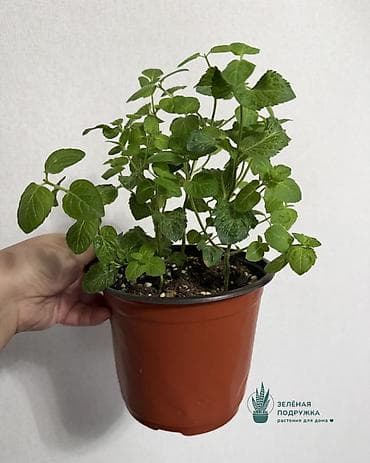 мирт растение: 🌿МЯТА сладкая Ароматная и полезная мята для дома, балкона или сада — 3