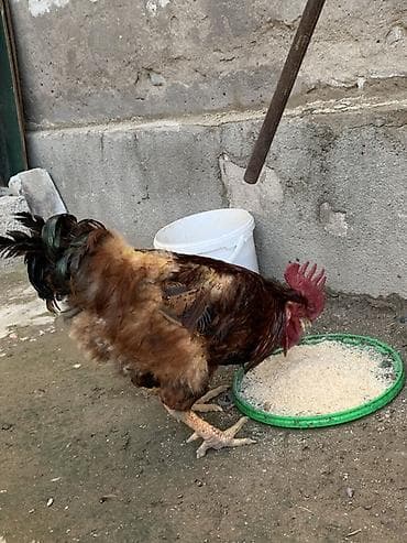 Животные: Продаю | Петух | Для разведения — 1