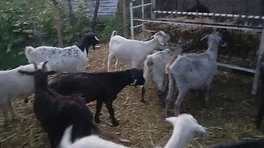 собаки рынок в бишкеке цены: Продаю | Коза (самка), Козёл (самец), Козлёнок | Полукровка, Зааненская | На забой, Для разведения, Для молока | Племенные — 5
