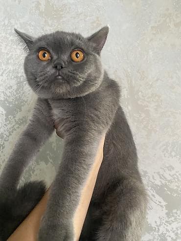 кой багам: Отдам в добрые руки молодую Шотландскую кошечку. Ласковая, прекрасно — 2