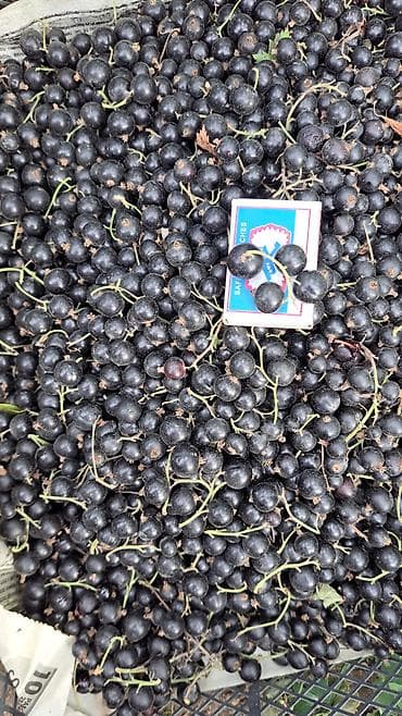 Продукты питания: Смородина В розницу — 2
