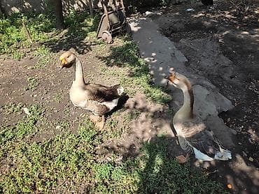 утки мандаринки: Домашние гуси - Порода: линда+крупные серые (характерный «шишак» на — 2