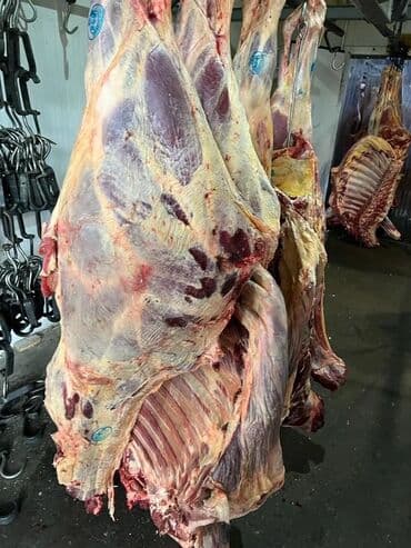 аргентиский дог: Куплю | Коровы, быки, Лошади, кони | Любое состояние — 5