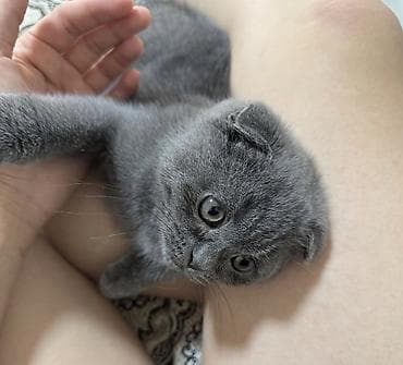 cane corso: Шотландский вислоухий котёнок (Scottish Fold), окрас: сплошной — 1