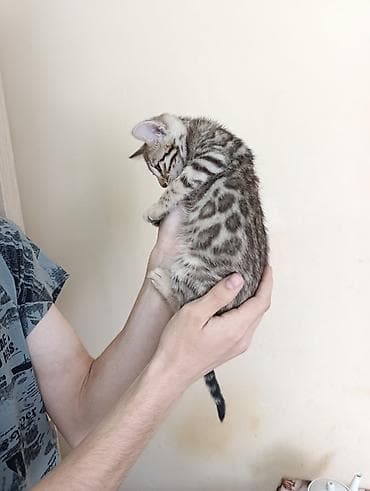 Бенгальская, 1 месяц, Мальчик, Приучена к лотку — 6