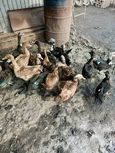 Грызуны: Мускусные утки (индоуточки), молодняк. - Окрасы: шоколадный — 1