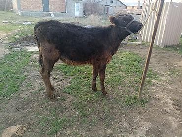 собаки талас: Продаю | Тёлка, Музоо, торпок | Абердин-ангус — 5