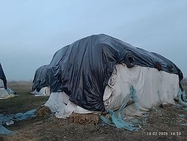 Сено/люцерна в тюках — оптом - Предлагается партия тюкованного сена