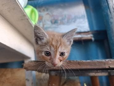 Продажа кошек: В Добрые руки. БЕСПЛАТНО!!!Котята домашние, разноокрасочные: - — 2
