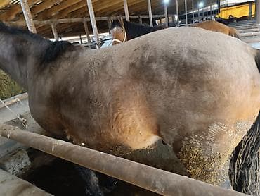 Грызуны: Продаю | Кобыла (самка) — 5