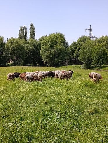 Продаю | Баран (самец) | Гиссарская | На забой | Осеменитель