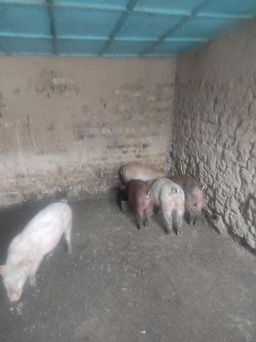 Услуги ветеринара: Продаю | Поросенок | На забой — 1