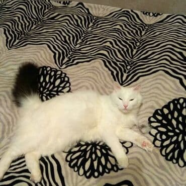 домашние кошки: Большой, красивый, турецкий ангор. Возраст пять лет. Кастрирован — 3