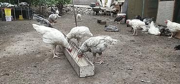 pitomnik temir: Продаю | Куры | Для разведения — 5