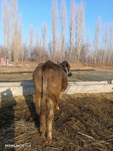 сухое молоко для животных: Продаю | Корова (самка) | Для молока | Привязанные — 6