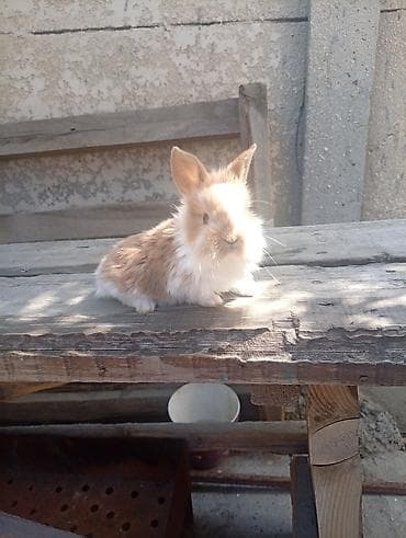 собака такса щенок: Карликовые декоративные кролики (пуховые «львиноголовые» типаж). - — 10