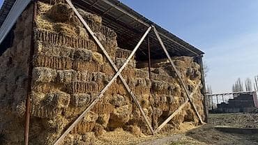 Солома в тюках из-под зерновых культур (мелкие прямоугольные кипы). -