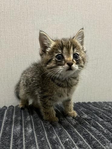кот батон: 2 месяца, Девочка — 2