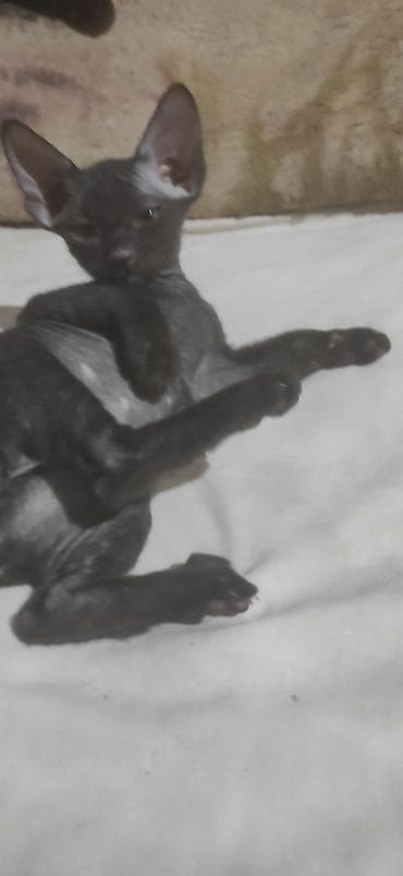 Аквариумы: Породистые котята сфинкса (вероятно донские/канадские по типу) от — 3