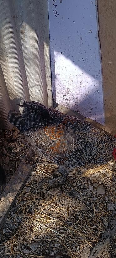 Продаю | Петух | Для разведения — 3