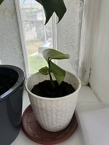 эпифиллум: Комнатные растения в горшках. - Бегония декоративно-лиственная — 8