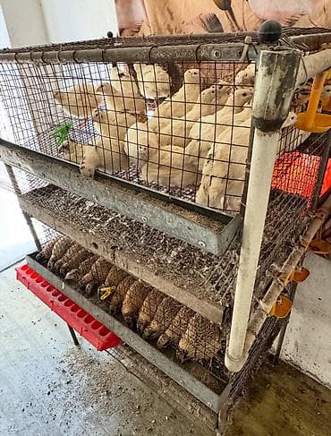 Продаю клетку для перепел