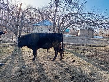 Продаю | Бык (самец) | На откорм | Привязанные