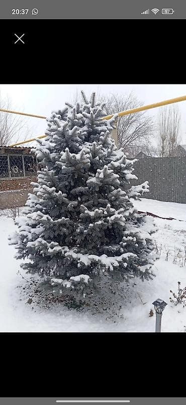 животные птицы: Ель голубая (Picea pungens glauca) для ландшафтного озеленения 5 Метр — 1