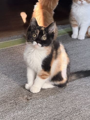 купить вислоухого котёнка: Котята-домашние любимцы А Описание: - Очаровательные котята с плюшевой — 5