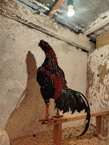 кошки маленький: Продоётся бойцовый докан одноглазый нету правого глазапо прозвище — 2