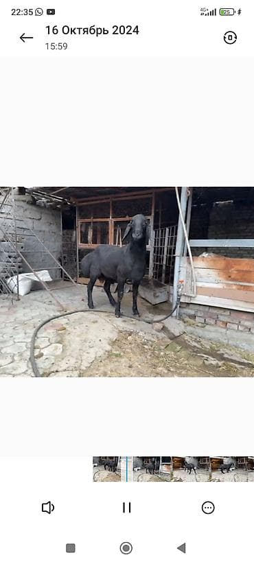 купить сокола в питомнике: Продаю | Баран (самец) | Арашан | Для разведения | Племенные — 6