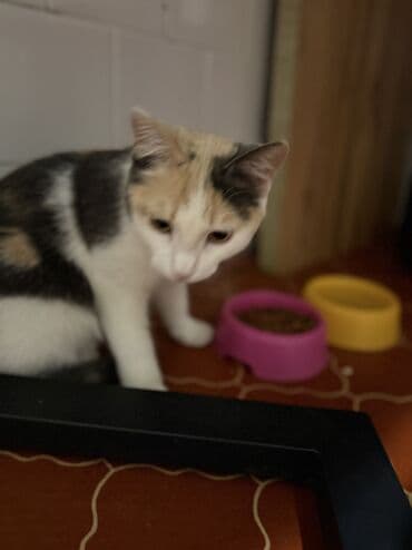 шотландская длинношерстная кошка цена: Кошка даром: Беспородная, 8 месяцев, Девочка, Приучена к лотку, Проглистована — 3