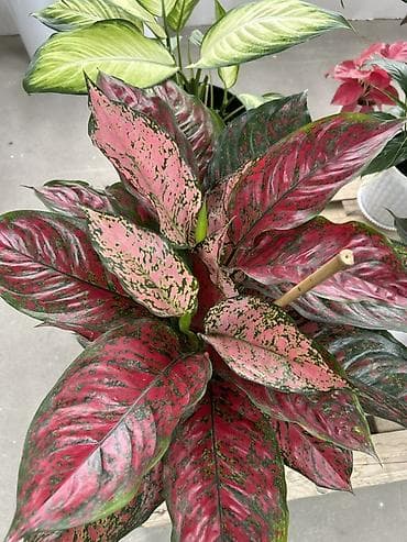 Пересажен,адаптирован,не болеет. Цена вместе с горшком 2500 lalafo.kg да Пересажен,адаптирован,не болеет. Цена вместе с горшком 2500