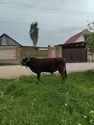 продажа кормов для сельскохозяйственных животных: Продаю | Бык (самец) | На откорм | Привязанные — 1