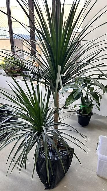 Драцена маргината (Dracaena marginata), крупное комнатное растение с — 2