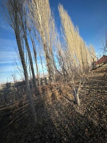 көк жар: Тал, Бак, Жаңгак акацса Дуб Орехи терек карагач Отун кылып даярдап — 3