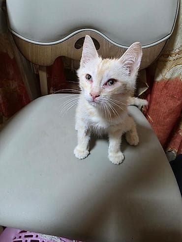 Кошки: Котёнок рыжего окраса (кремово-песочный табби). Короткошёрстный, с — 7