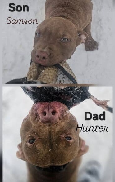 питбуль щенки: Питбуль❤️ рр сука кабель Американский Питбуль терьер рабочего — 1