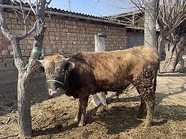 Услуги ветеринара: Продаю | Корова (самка), Бык (самец), Музоо, торпок | Алатауская | На откорм, На забой, Для разведения — 1