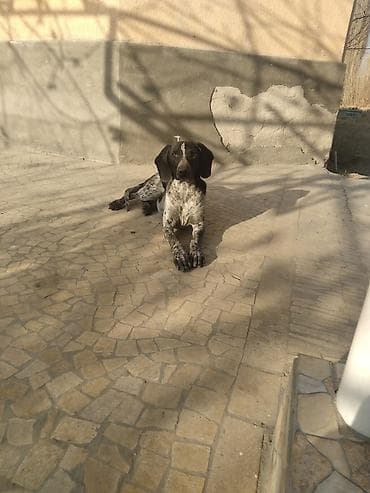 охотничии собаки: Курсхар 1 жаш фазанды издейт — 1