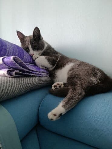 4 месяца, Девочка, Приучена к лотку