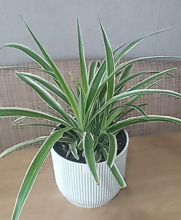 хлорофитумы: Хлорофитум (Chlorophytum comosum) в декоративном кашпо - — 3