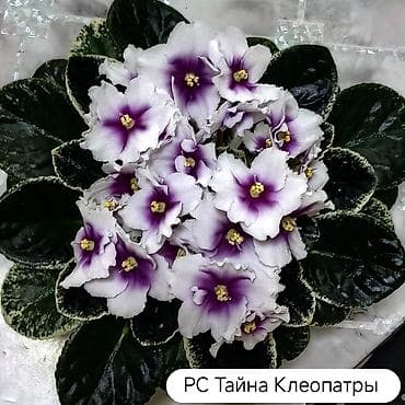 чудо фрукт: Продаю детки сортовых фиалок🌺🌿🌺. От 100сом. Есть взрослые цветущие — 10